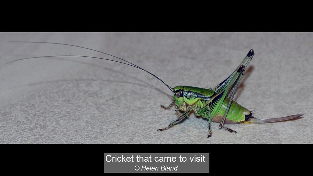 Cricket that came to visit